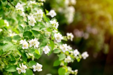 Yasemin 'in çiçekli dalları. Bahar güneşli bir gün. Güneş ışınları, bokeh, kopyalama uzayı. Bahar geldi..