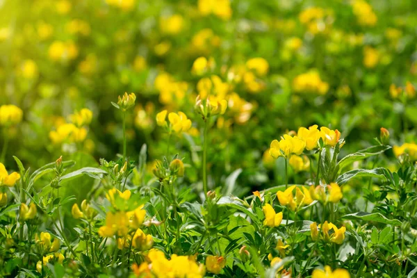 Prado Com Flores Amarelas Dia Ensolarado Brilhante Lótus Corniculatus — Fotografia de Stock