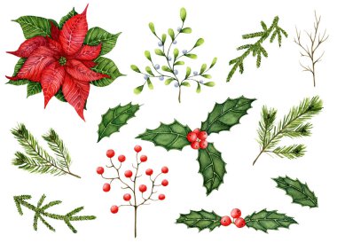 Kartların dekorasyonu için büyük bir suluboya seti, dallar ve dallar Noel için duvar kağıdı ya da kağıt. Ladin, çam, ökseotu, noktalı yıldız, Holly, viburnum dalları izole edilmiş.