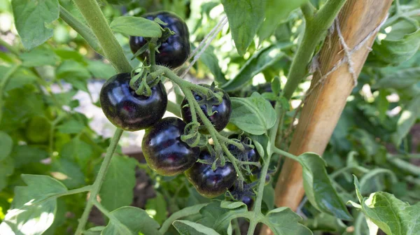 Une espèce rare de tomates noires sur la branche "Bleuet" pousse sur un lit dans un jardin. Plante de tomate avec des fruits noirs attachés au support avec de la ficelle au bâton de bois — Photo