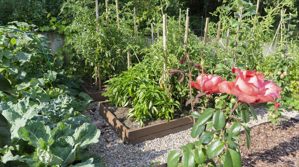 High wooden vegetable beds with  paths of pine bark and gravel between. Growing of  tomatoes, cucumbers, peppers, cabbage on the principle of organic farming