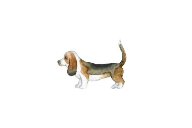 Beyaz arka planda izole edilmiş bir Basset Hound köpek yavrusu profilinin şirin suluboya el çizimi