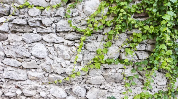 Klim klimplant prachtig vlechten of verspreidt zich over een witte stenen muur van kalksteen. Het idee om de muur in landschapsontwerp te versieren. — Stockfoto