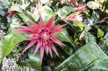 Landscape photo of tropical exotic flower of Aechemea fasciata ACMEA in natural habitat. Aechemea in landscape design. Close up photo of Aechemea fasciata ACMEA  for wallpapers, magazines, calendars