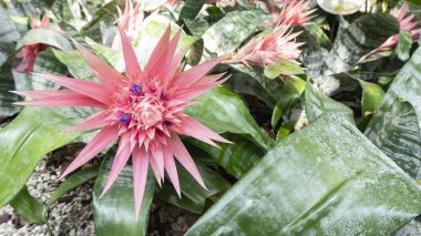 Beautiful pink tropical flower of acmea aechmea fasciata growing in a flowerbed with gravel in an exotic botanical garden with landscaping.