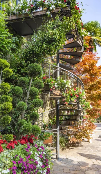 An urban spiral staircase entwined with a climbing vine, framed  by petunias and trimmed thuja. Landscaping of a spiral street metal staircase with annual and perennial plants — 图库照片