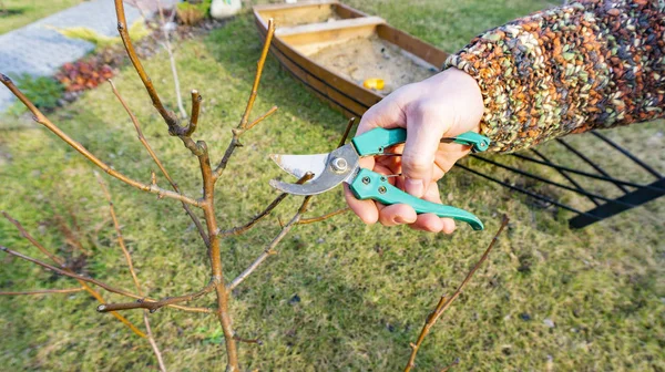 Садовник обрезает молодое грушевое фруктовое дерево с ручными секаторами на фоне садового ландшафта. Весенние садовые деревья . — стоковое фото