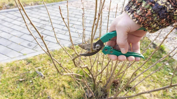 La mano de un jardinero sostiene una podadora y poda un arbusto de grosella en un soleado día de primavera. Trabajos de jardinería estacional. Poda de primavera de arbustos y árboles —  Fotos de Stock