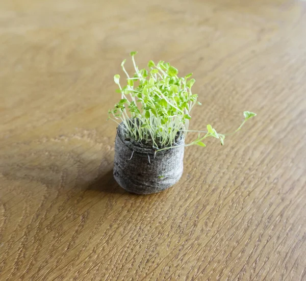 Cierre Las Plántulas Lobelia Una Tableta Turba Sobre Una Mesa —  Fotos de Stock