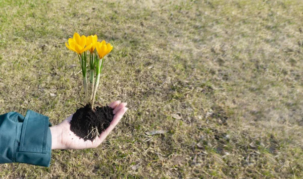 Όμορφη Φωτογραφία Κίτρινα Λουλούδια Κρόκου Γυναικεία Χέρια Μια Χούφτα Χώμα — Φωτογραφία Αρχείου