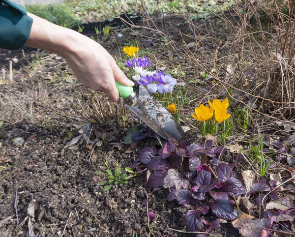The gardener digs a plant to transplant it to a new place. Beautiful hands hold a garden scoop. Woman replanting crocuses in spring season. — Stock Image Gardener Digs Plant Transplant New Place Beautiful Hands Hold Garden Stock Photo