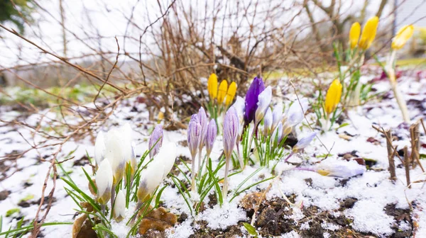 Landscape photo of the first crocus flowers growing in the snow. Primroses in buds in early spring on a snow flower bed