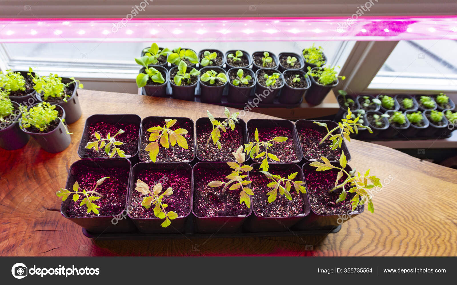 Growing Seedlings Indoors Full Spectrum Led Growing Light Seedlings