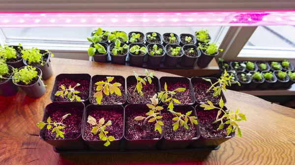 在室内全光谱下生长的幼苗发出了生长的光芒 在生长灯紫外线下的西红柿种子 — 图库照片