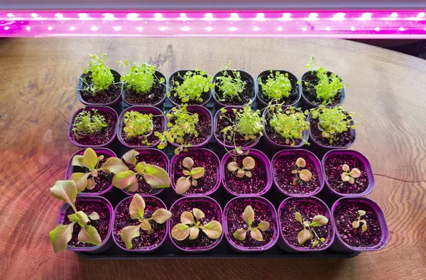 Flower seedlings under the light of full spectrum phytolamps. Growing petunia seedlings under purple light from a LED grow lights.