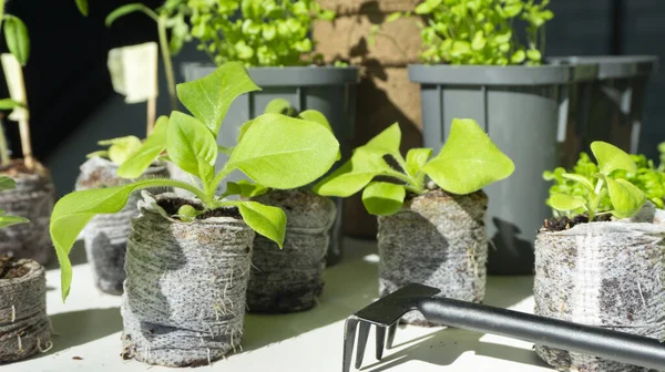 Una Foto Cerca Una Plántula Petunia Joven Una Tableta Turba — Foto de Stock