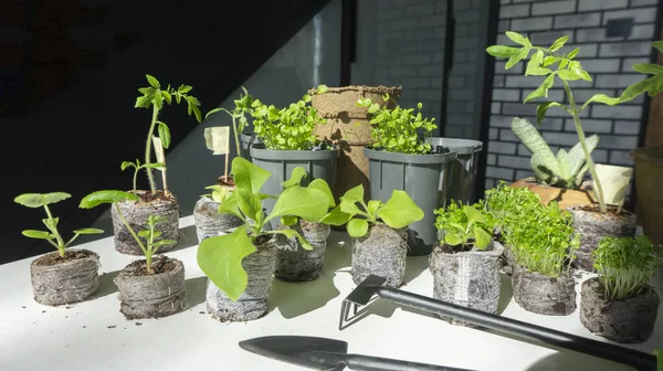 Jeunes Plants Fleurs Pétunia Géranium Lobélie Prêts Être Transplantés Dans — Photo