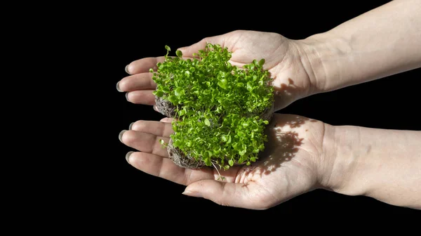 Jonge Lobelia Zaailingen Mooie Vrouwelijke Handen Een Zwarte Achtergrond Een — Stockfoto