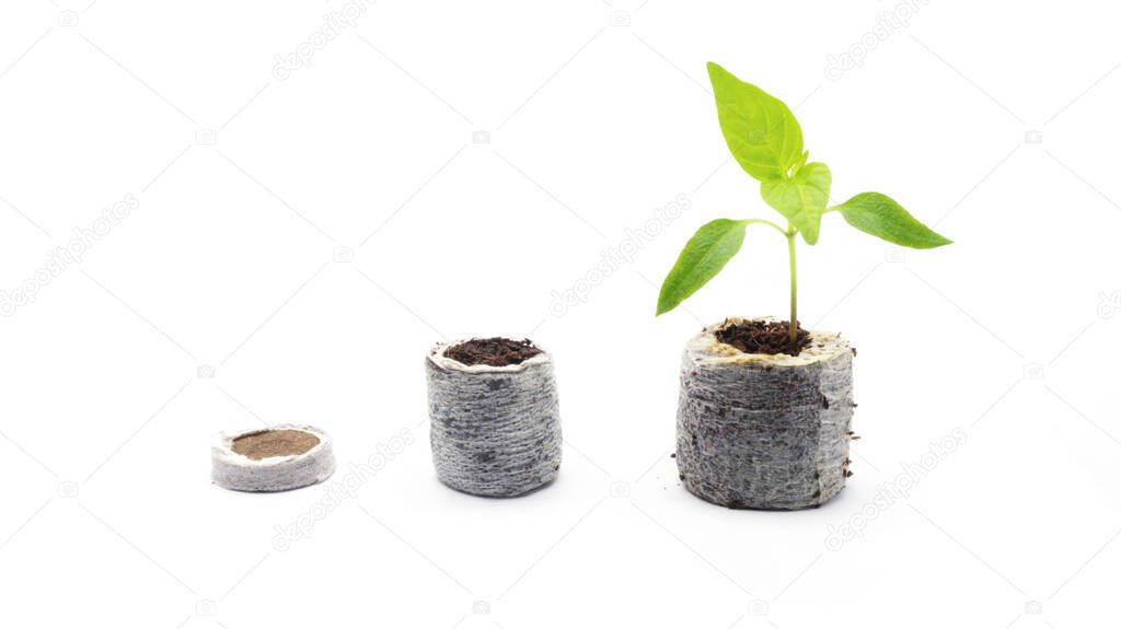 Photo of the growth stages of a young plant. How to use a peat tablet. Growing plants in peat tablets before and after. Sustainable development of small and medium-sized businesses and startups.