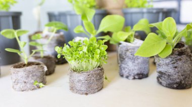 Bahçe malzemeleri ve aletlerinin arka planında turba tabletlerinde lobelia ve petunya tohumlarının makro bir fotoğrafı.