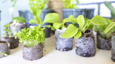 Kapalı alandaki bahçe aletlerinin arka planında turba tabletlerinde petunya ve lobelia tohumlarının parlak bahar makrosu fotoğrafı..
