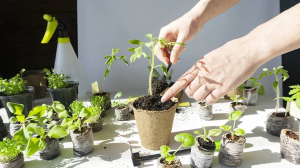 Uma Foto Brilhante Processo Transplante Mudas Legumes Jovens Tomates Vasos — Fotografia de Stock