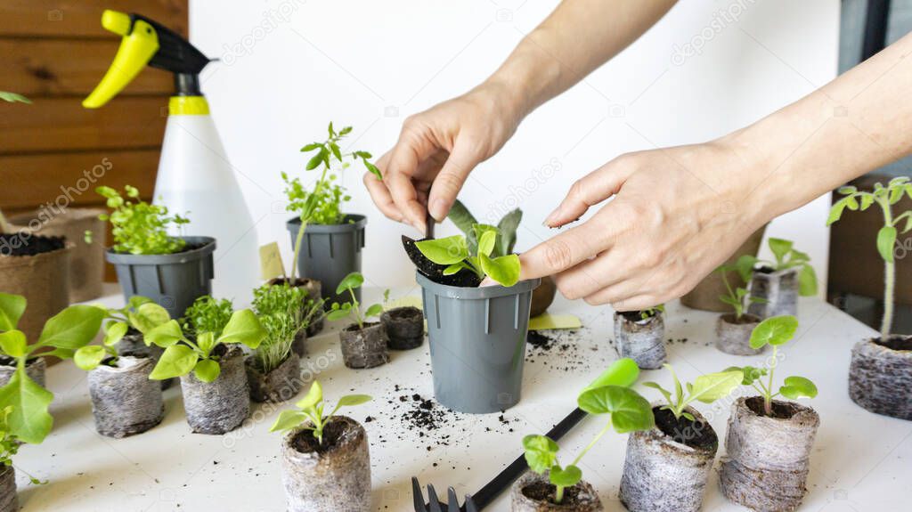 Transplanting seedlings of petunia, lobelia and tomatoes into plastic pots for growing indoors. Beautiful female hands transplant seedlings in peat tablets.