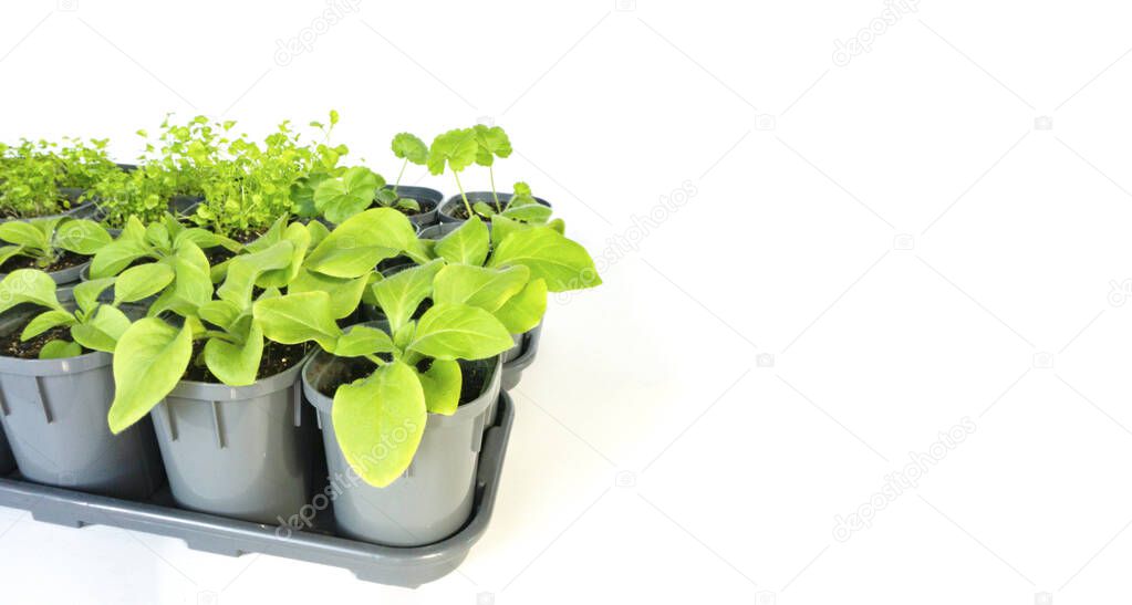 A beautiful photo of a rack with seedlings isolated on a white background with a copy space suitable for magazines. Young petunia seedlings grown indoors in plastic pots after transplanting
