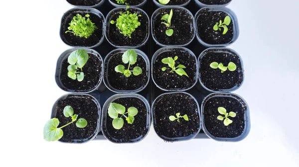 一组树苗在照片上的塑料罐子里 顶部可以看到 在白色背景上被隔离的幼芽的盆栽或天麻 豌豆和白花 — 图库照片