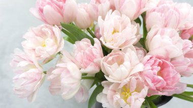 Güzel zarif bir buket marşmelov pembe ve beyaz Terry laleleri. Kutlama kartı ve Sevgililer Günü, Uluslararası Kadınlar Günü ya da Paskalya Bayramı için havadar pembe laleler..