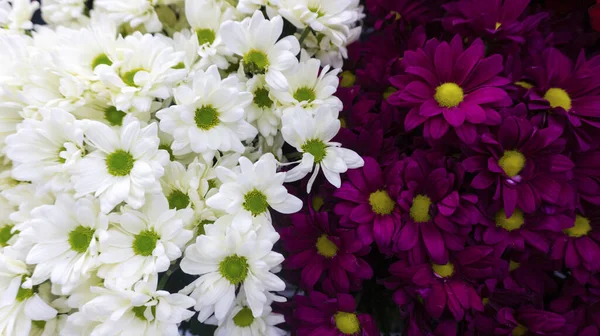 红色和白色菊花的明亮的花对比背景 相反颜色的二元论 — 图库照片