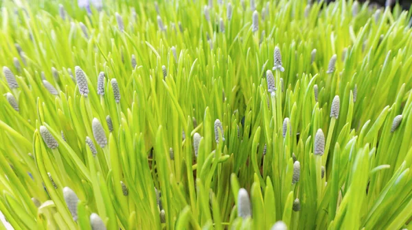 ムスカリから草の芝生の質感で明るいイースターの背景は ブドウのヒヤシンスを行きます 草のクローズアップ写真 — ストック写真