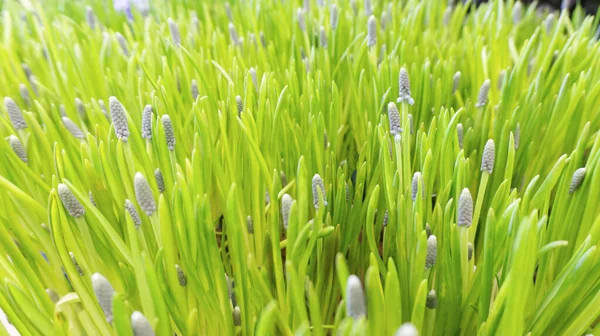 Fundo Páscoa Brilhante Com Textura Gramado Gramado Muscari Jacinto Uva — Fotografia de Stock