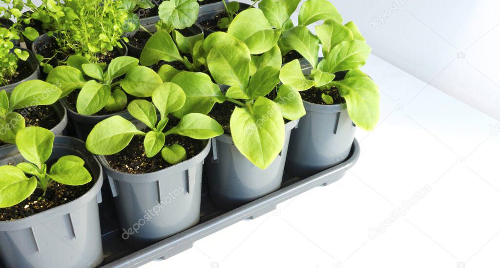Set of young flower seedlings in plastic pots after transplanting on a wooden white table. Strong petunia seedlings isolated on a white background.