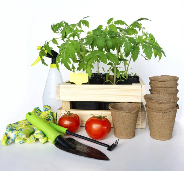 幼小的番茄幼苗在木制花园板条箱中 周围有园艺工具 泥盆和喷雾瓶 浅色背景木盒中番茄幼苗的美丽构图 — 图库照片