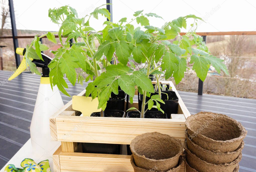 Young seedling of tomatoes in a wooden garden box after transplanting and ready for planting in the open ground in the garden. A wooden box with tomato seedlings on a background of natural landscape