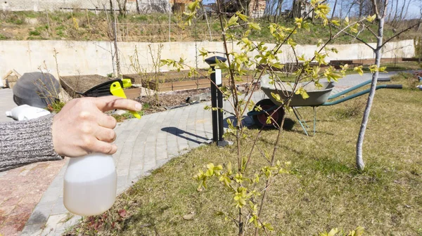 Spraying the orchard against fungal diseases and insect pests in the spring. A gardener spraying garden plants with a pump spray gun on a sunny day. Edible honeysuckle care in early spring.