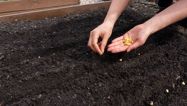 Planting corn seeds in straight rows in fertile soil in early spring according to the principles of ecological farming. Beautiful female hands lay vegetable seeds in the plowed soil