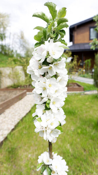 Close-up view of a plentifully blooming columnar apple tree in a young orchard with modern raised beds against a green lawn. A new variety of columnar apple trees blooms profusely in early spring.