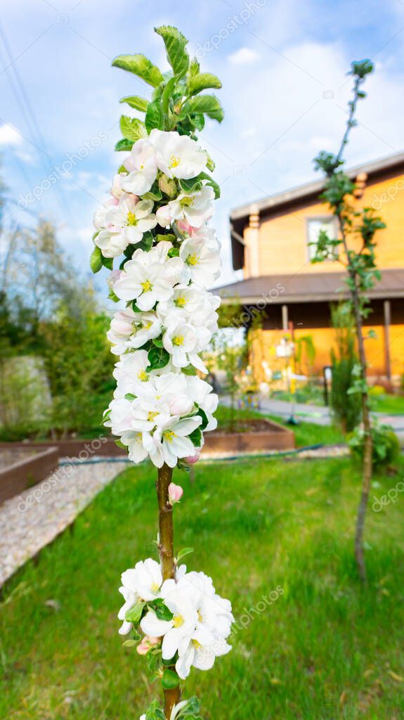 Beautiful blooming columnar apple tree in early spring in the garden. Unusual abundant flowering of a columnar apple tree in ecological farming garden with raised beds.