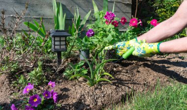 Bahçıvanın elleri parlak bahçe eldivenleri içinde güneşli bir baharda, karışık sınır toprağına pembe bir Terry Petunia çiçeği nakleder. Bahçede peyzaj fotoğrafı..