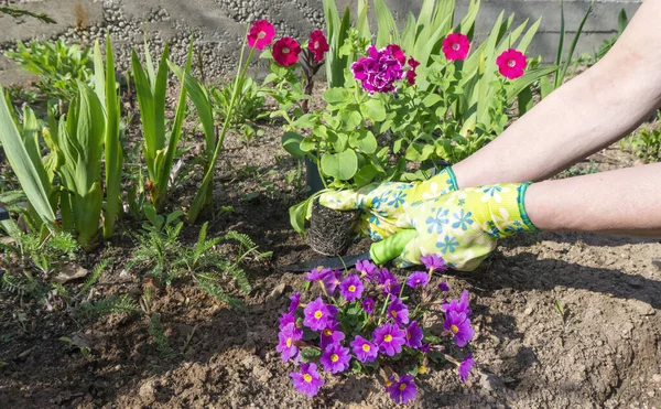 Gardener Hands Bright Gloves Hold Pink Petunia Flower Root Transplanting — Stock Photo, Image