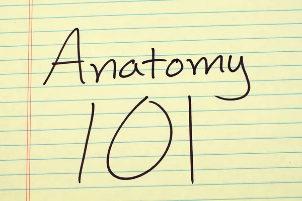 Anatómia 101 A sárga jogi pad — Stock Fotó
