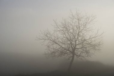 Yapraksız ağaca kalın sis içinde yuttu