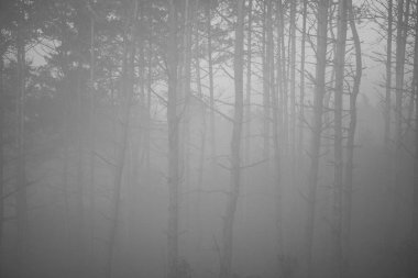 Ölü ağaç gövdeleri sadece bir sonbahar gününde kalın sis ile görünür