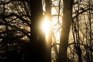 Yaprak döken bir ormanın yapraksız dalları yollarını gezinme güneş son ışınları