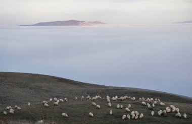 Aşağıdaki Vadisi'nde kalın sis bakan bir tepe tarafı otlatma koyun