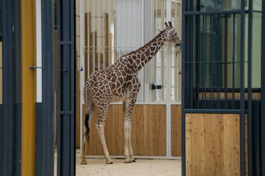 Viyana hayvanat bahçesinde beslenme zürafa