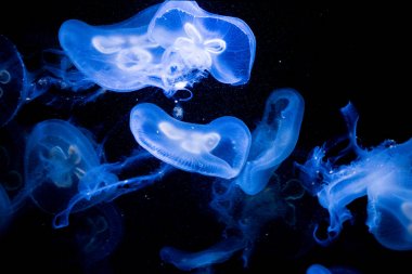 Bioluminescence etkileyici görüntüsünü denizanası