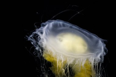 Lion's Mane Jellyfish inside aquarium clipart